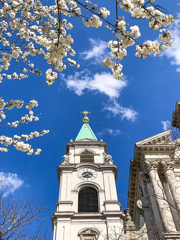 Die Kirche St. Margaret mit den Kirschblütenbäumen im Vordergrund