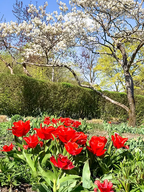Kirschblüte im Westpark mit Tulpen im Vordergrund