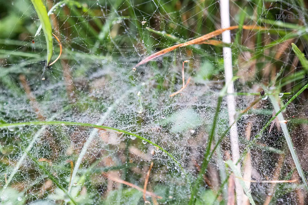 Tau liegt auf den Spinnennetzen