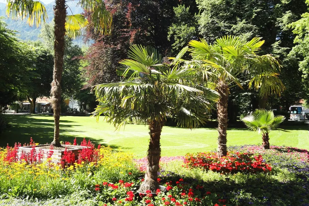 Palmen im Kurgarten von Bad Reichenhall