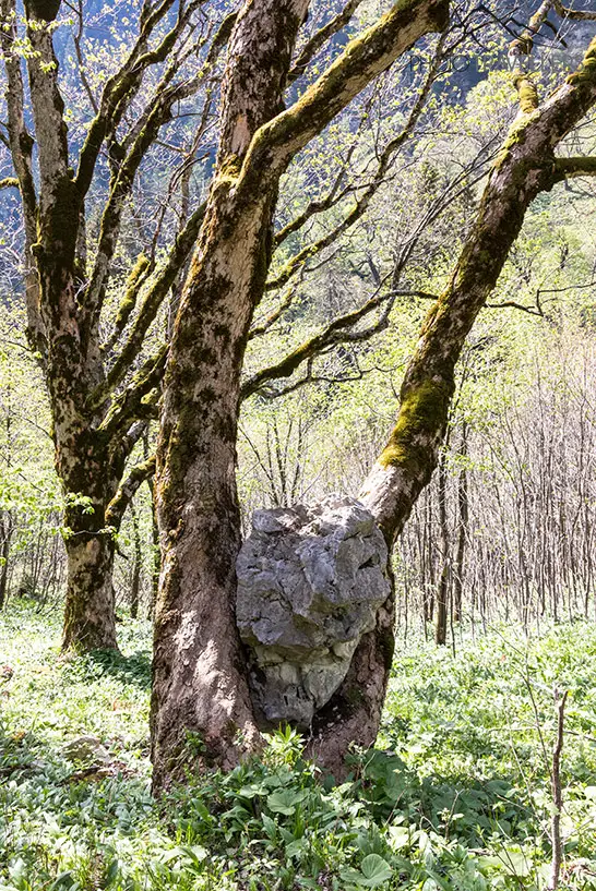 Ein Baum mit einem Fels zwischen dem Stamm