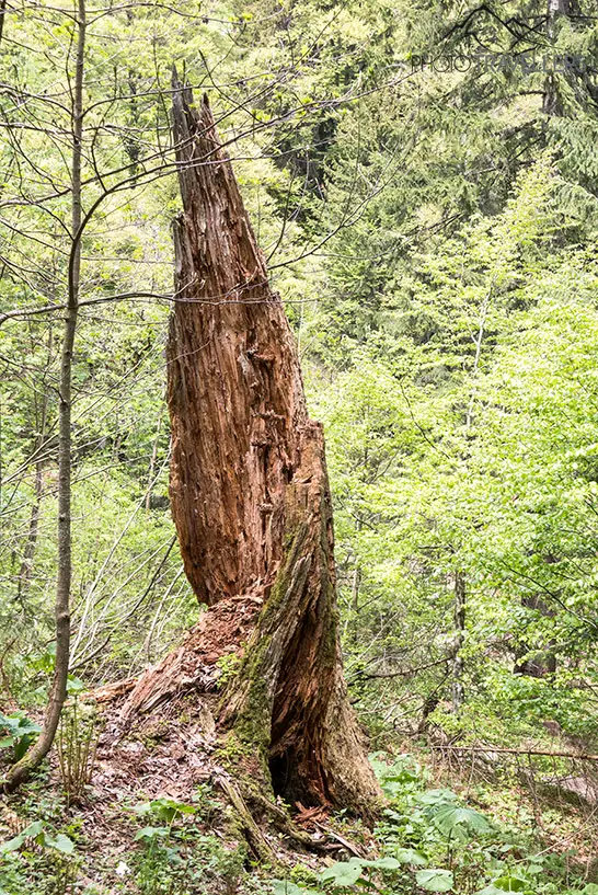 Ein kaputter Baum im Lösertalgraben