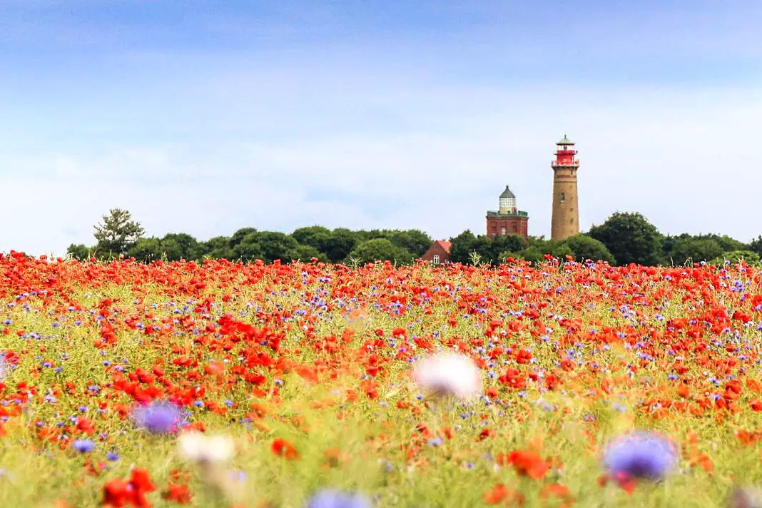 Mohnfelder auf Rügen mit Leuchtturm