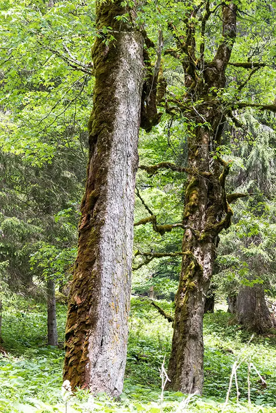 Zwei uralte Bäume im Sägertal