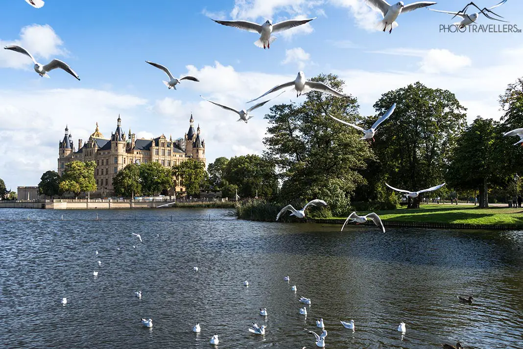Seagulls in front of Schwerin Castle