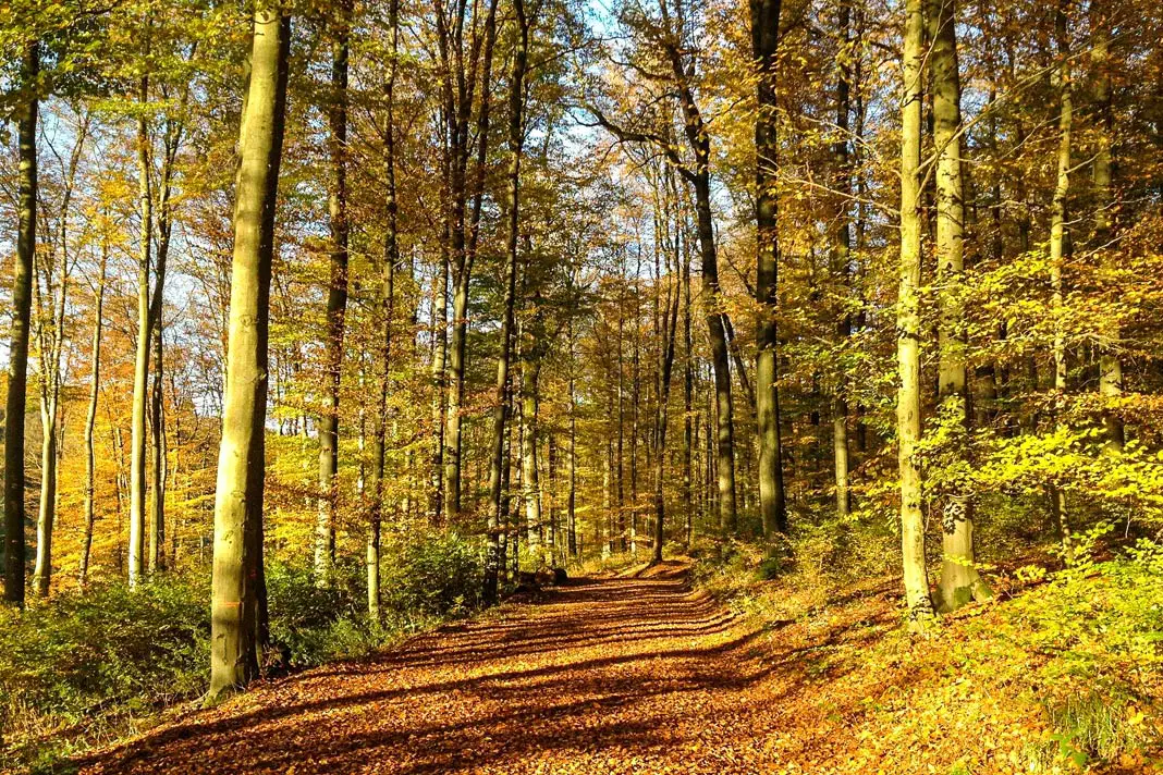 Der schöne Wald im Westerwald im Herbst