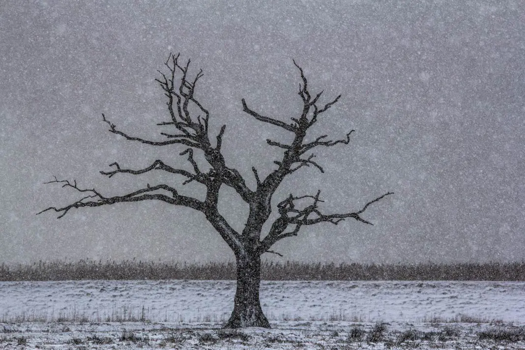 Ein Baum im Schneegestöber auf Usedom
