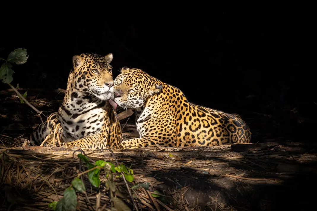 Zwei Jaguare vor dunklem Hintergrund