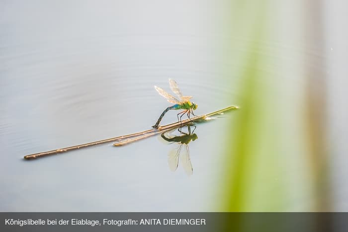 Blende Fotowettbewerb "Königslibelle bei der Eiablage" von Anita Dieminger