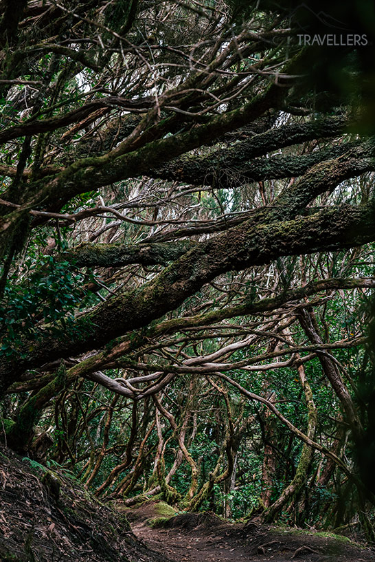 Der Lorbeerwald im Anaga-Gebirge