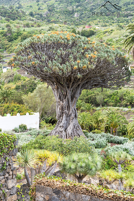 Der Drago Milenario auf Teneriffa