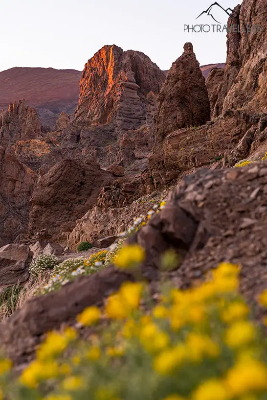 A desert landscape in the evening with blurred flowers in the foreground