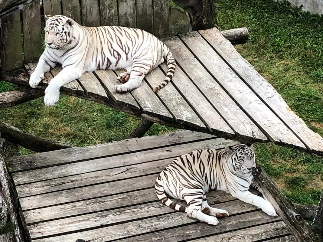 Weiße Tiger im weißen Zoo