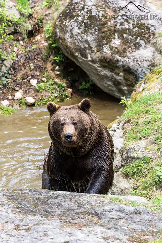 Ein Bär im Wildtier Freigehege im Bayerischen Wald