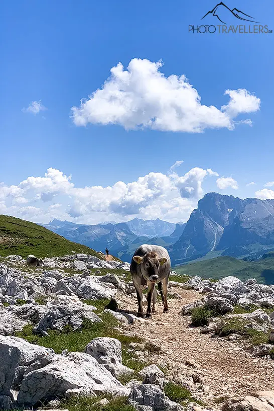 Eine Kuh auf dem Wanderweg