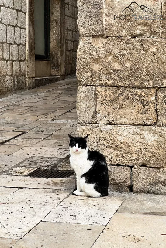 Eine schwarz-weiße Katze in einer Gasse in der Altstadt von Dubrovnik