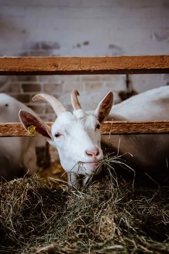 Landvergnügen für Familien: Ziege im Stall