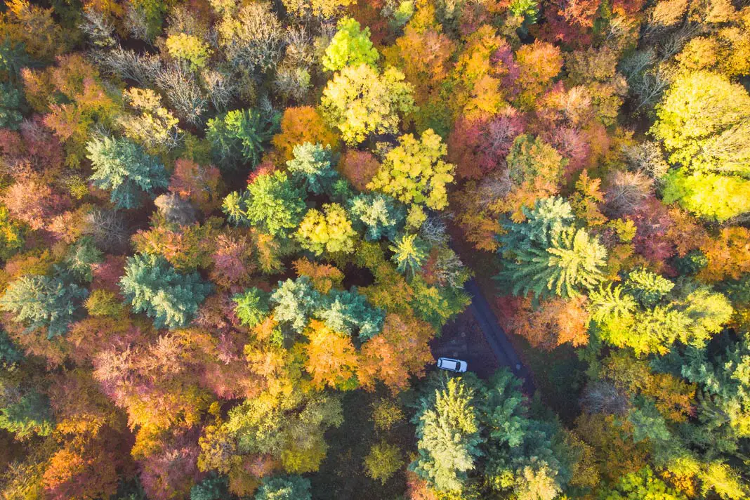 Herbstliches Waldbild aus der Luft