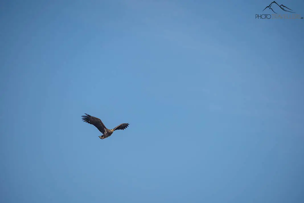 Ein Seeadler in der Luft