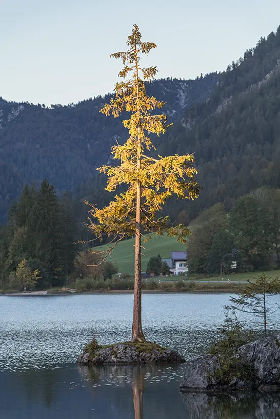 Ein angestrahlter Baum auf einem Bergsee