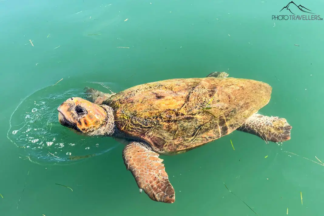 Meeresschildkröte im Hafen von Argostoli