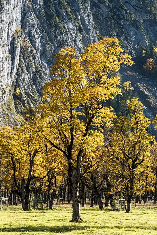 Ein gelber Baum im Großen Ahornboden