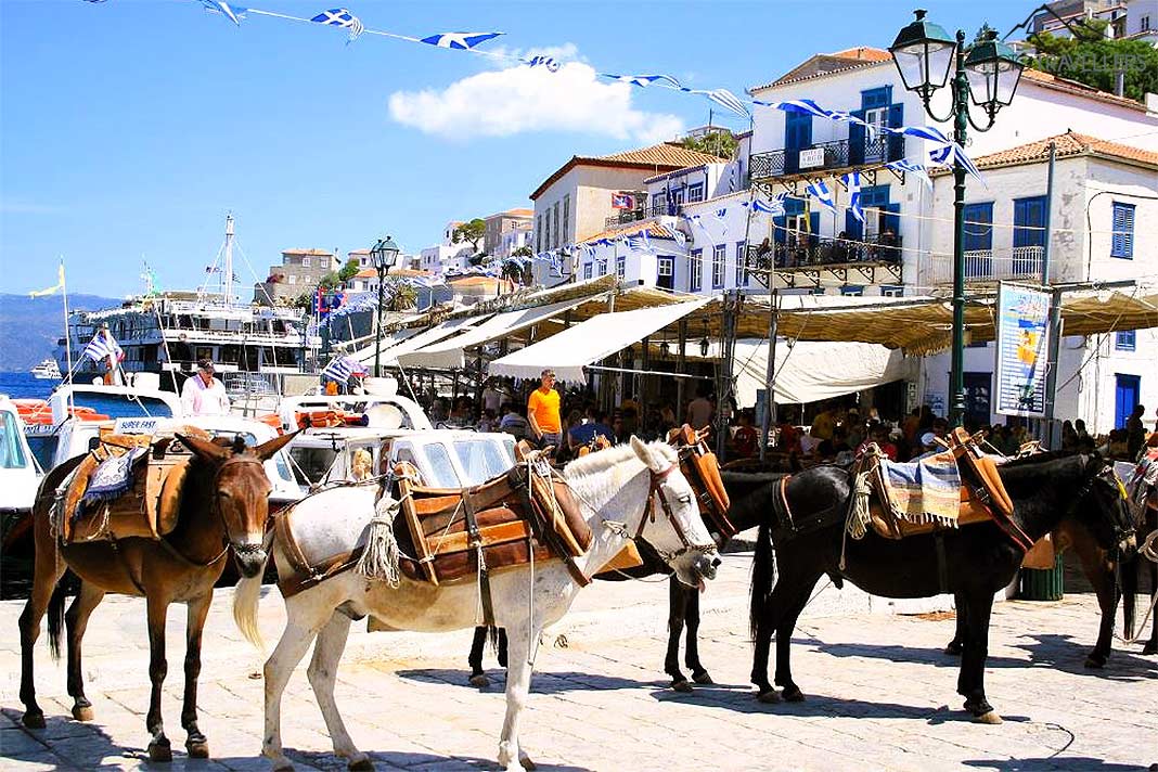 Esel stehen vor den Häuserreihen auf der Insel Hydra