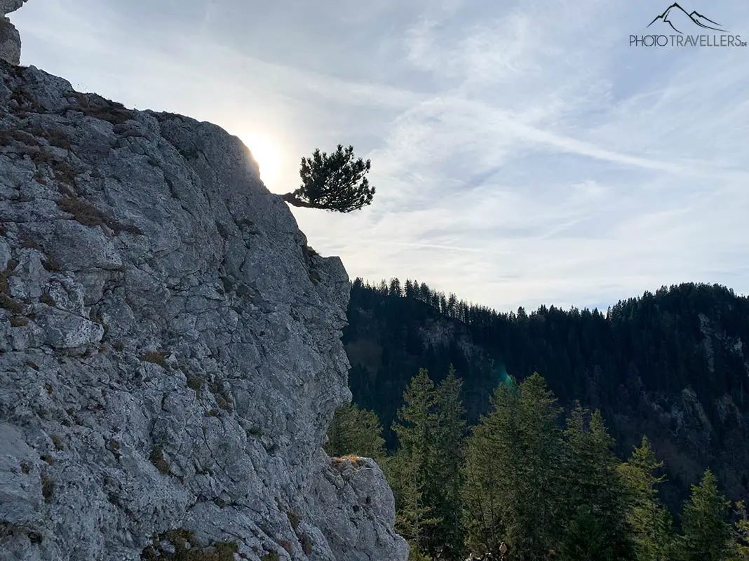Ein Baum auf einem Felsen
