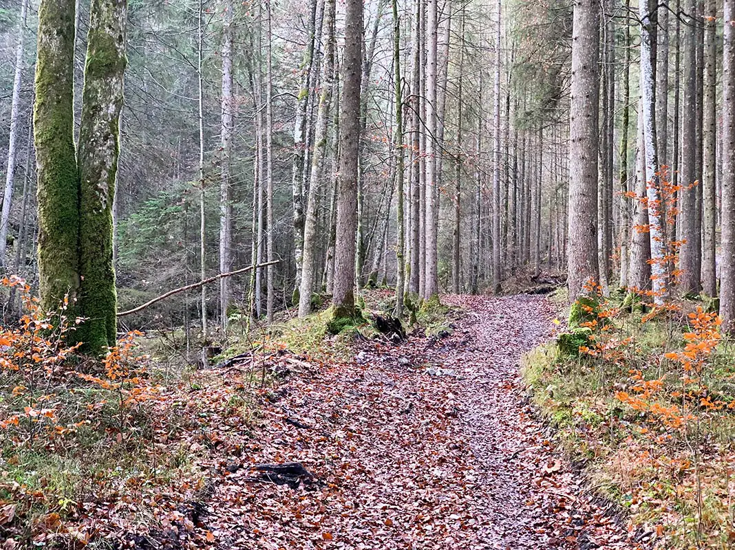 Breiter Wanderweg im Wald