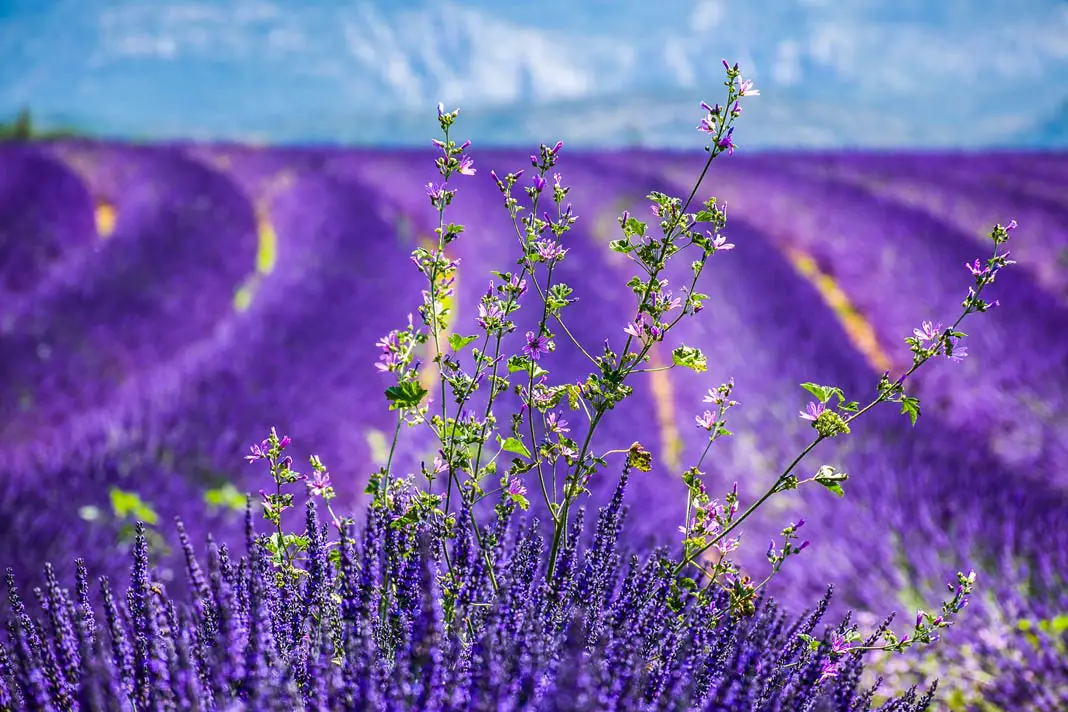 Die Lavendelfelder der Provence sind ein begehrtes Fotomotiv