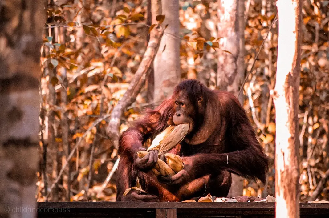 Orang Utan auf einer Fütterungsplattform