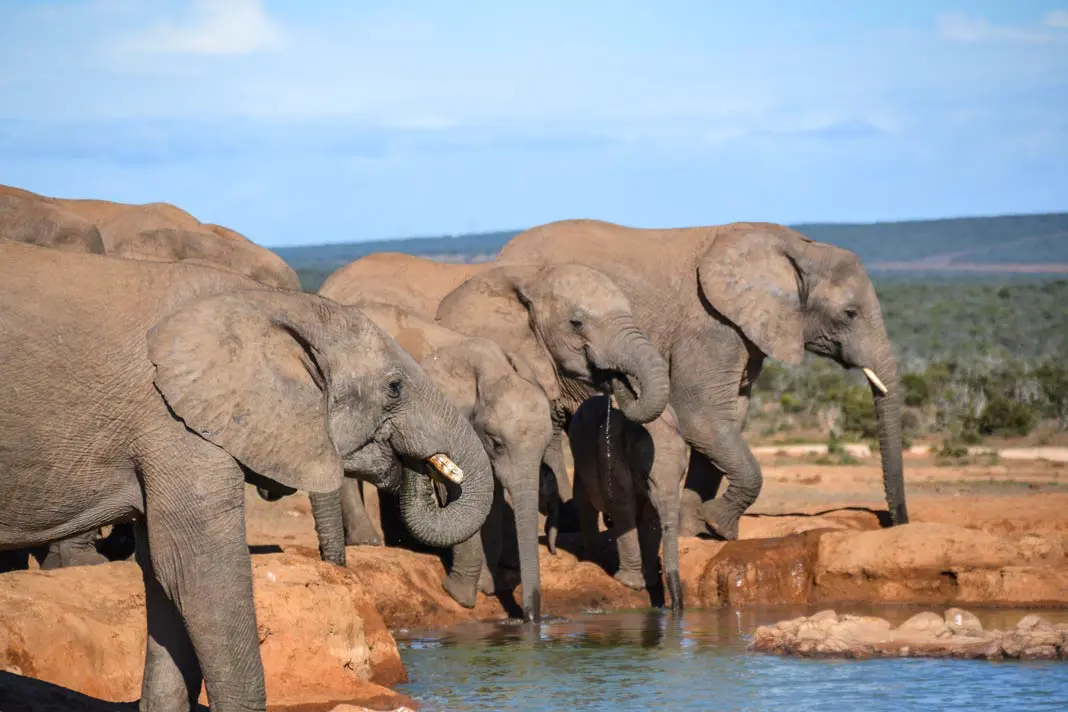 Elefanten im addo Elephant Park