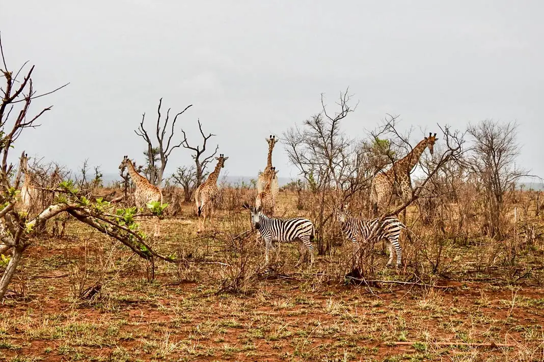Giraffen und Zebras im Kruger Nationalpark