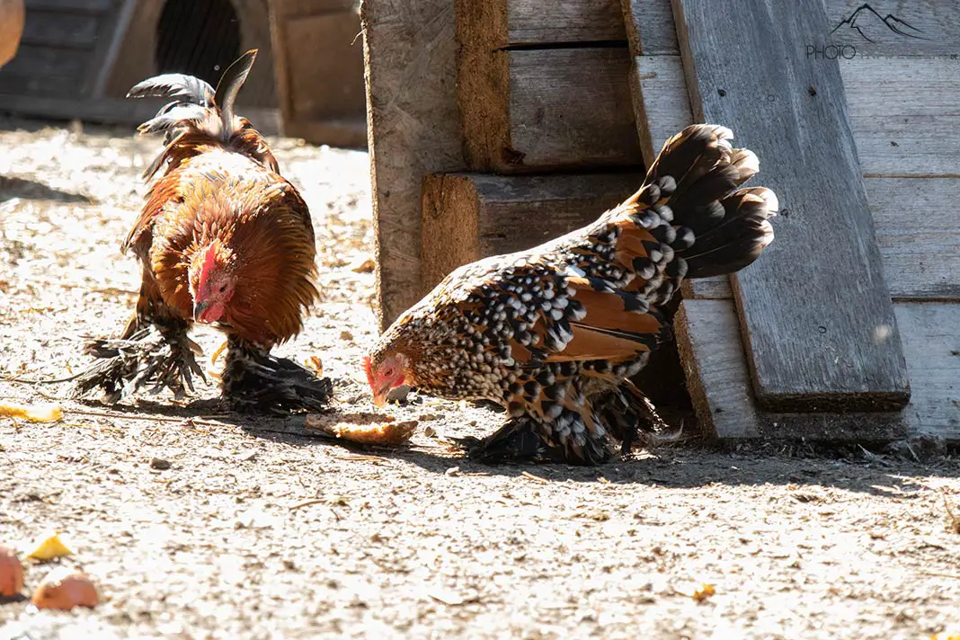 Familienurlaub im Bayerischen Wald -Hühner auf dem Bauernhof