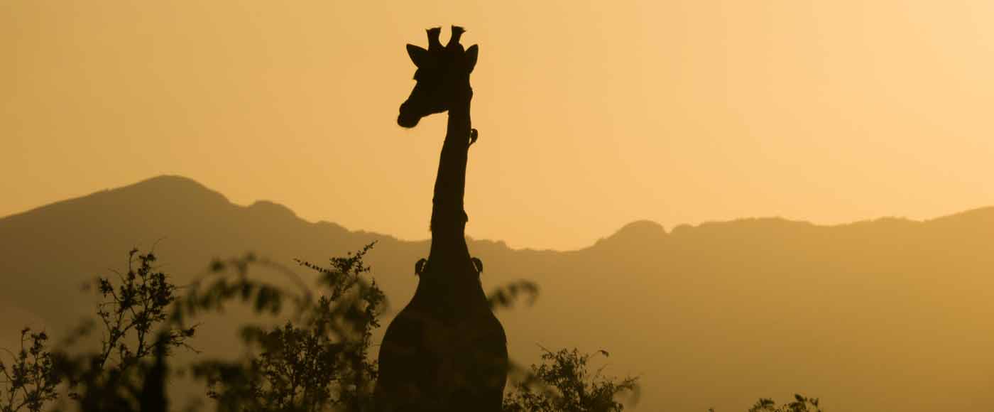 Die besten Safari-Parks in Südafrika