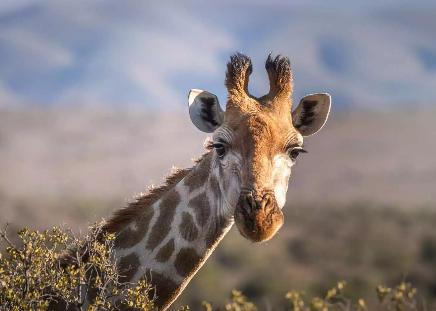 Tipps für deine Safari in Südafrika