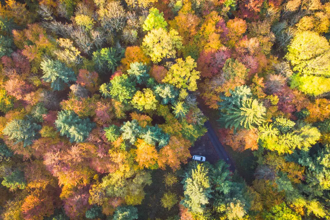 Bunte Bäume im Herbst in der Oberpfalz