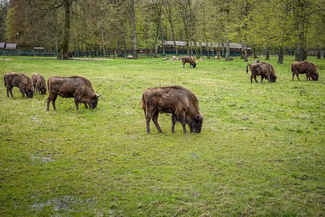 Die Bisons im Nationalpark