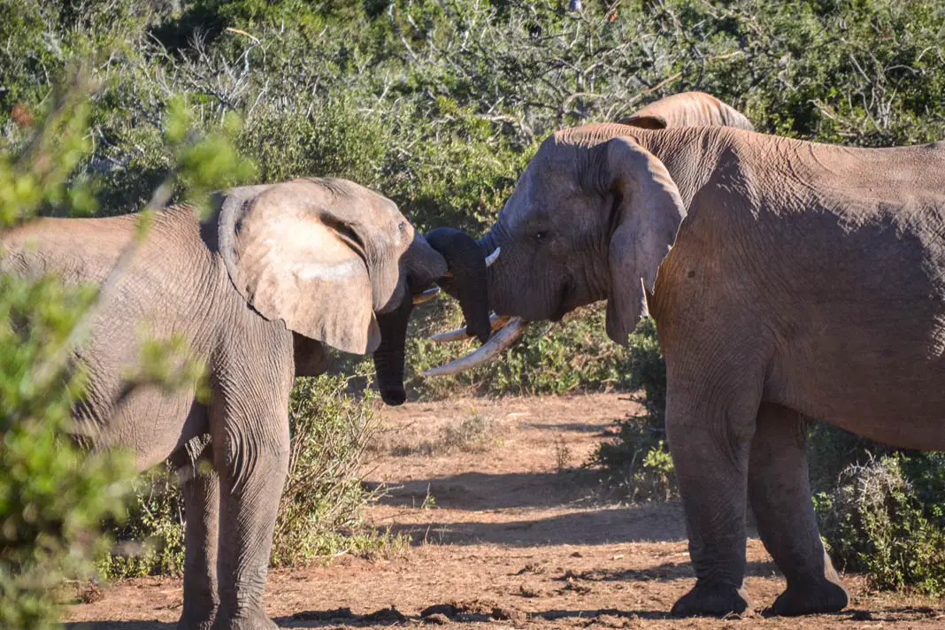 Elefanten spielen miteinander
