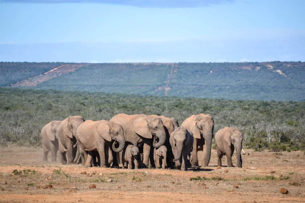 Die Wahrscheinlichkeit Elefanten zu sehen ist sehr hoch im Addo Elefanten Park