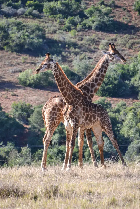 Giraffen im Pilansberg Nationalpark