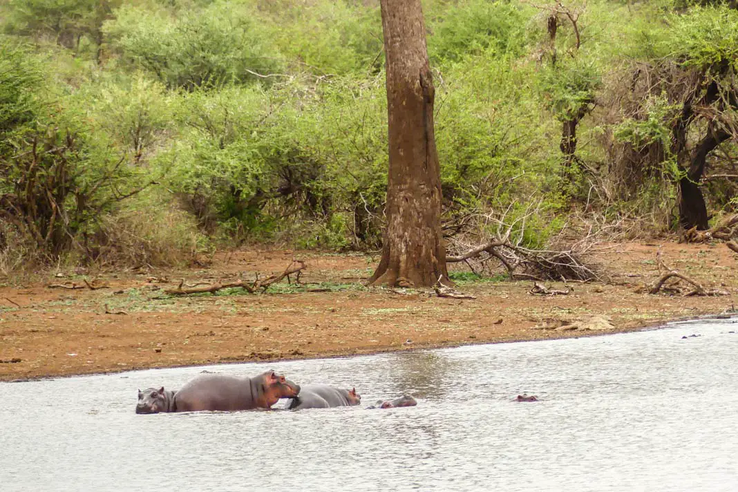 Nilpferde wirst du auf jeden Fall im iSimangaliso Wetland Park beobachten können