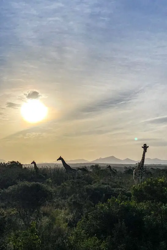 Safari in Südafrika mit Giraffen