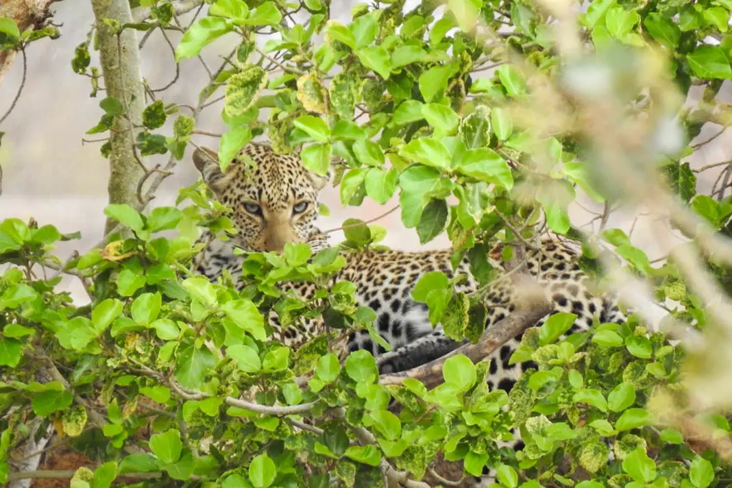 Ein Leopard versteckt im Baum