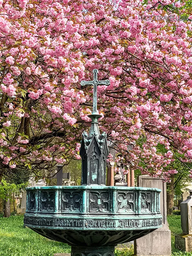 Blütenpracht im Alten Südfriedhof