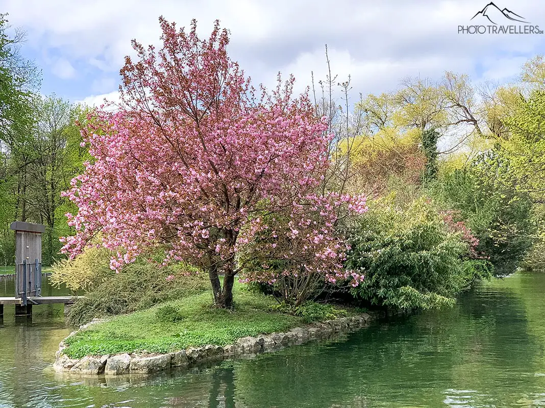 Kirschblüte im Englischen Garten am Japanischen Teehaus