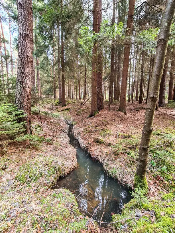 Der Tennenloher Forst lohnt sich für eine Wanderung