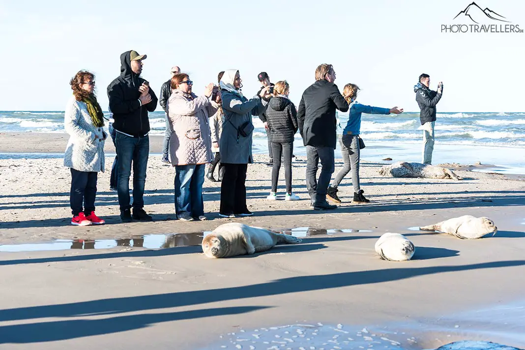 Besucher fotografieren die Robben in Skagen
