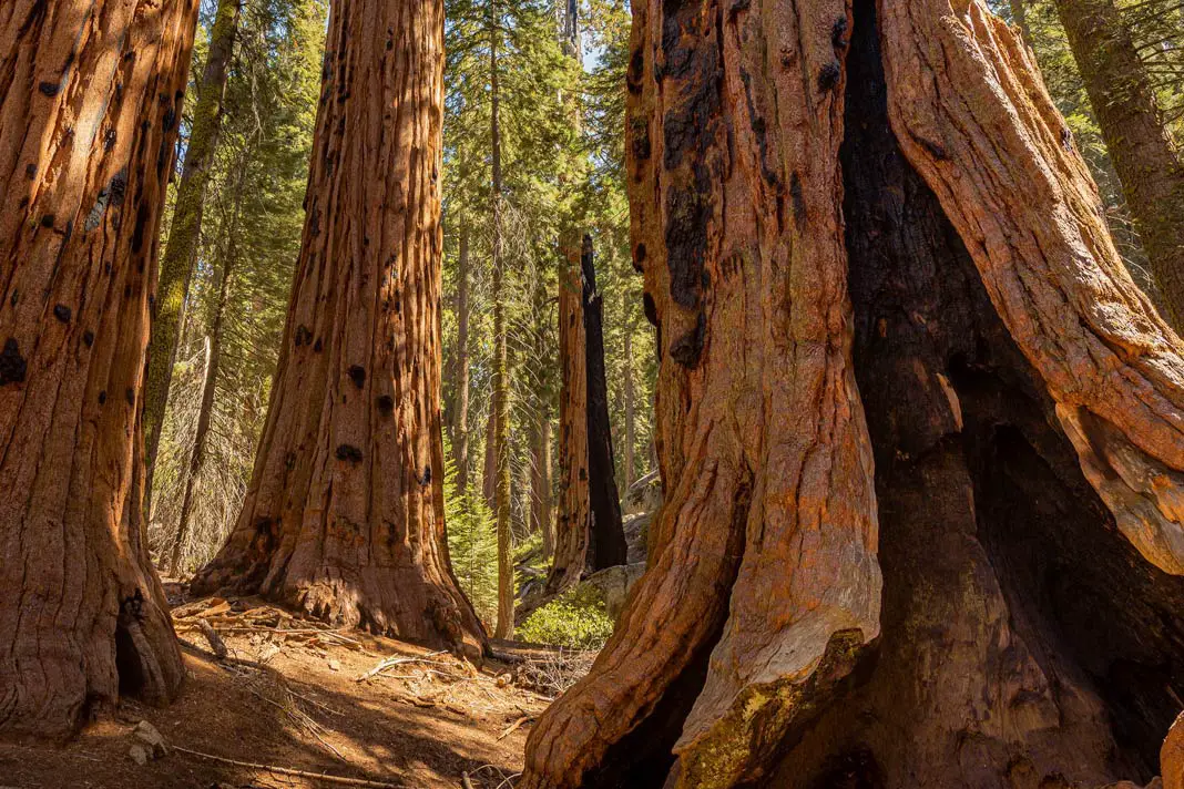 Mächtige Baumstämme im Sequoia National Park in Kalifornien