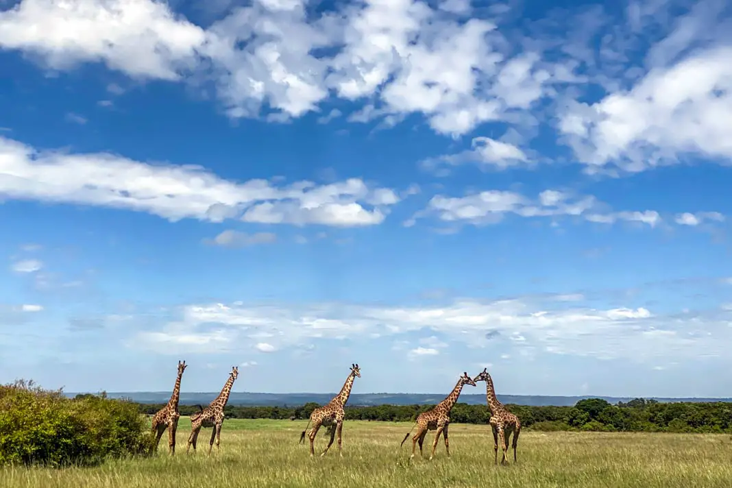 Giraffen im Enonkishu Conservancy in Kenia. Auf einer Biosphere Expedition kannst du sie beobachten